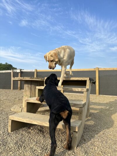 Treasure Lake Bark Park - DuBois, PA