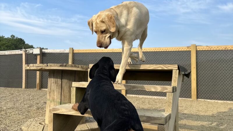 Treasure Lake Bark Park - DuBois, PA