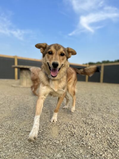 Treasure Lake Bark Park - DuBois, PA