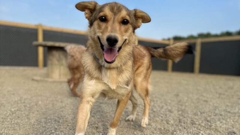 Treasure Lake Bark Park - DuBois, PA