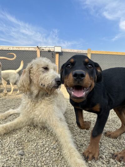 Treasure Lake Bark Park - DuBois, PA
