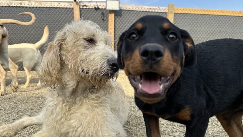 Treasure Lake Bark Park - DuBois, PA