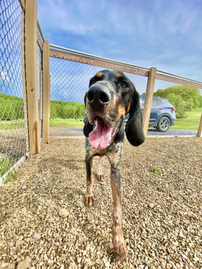 Treasure Lake Bark Park - DuBois, PA