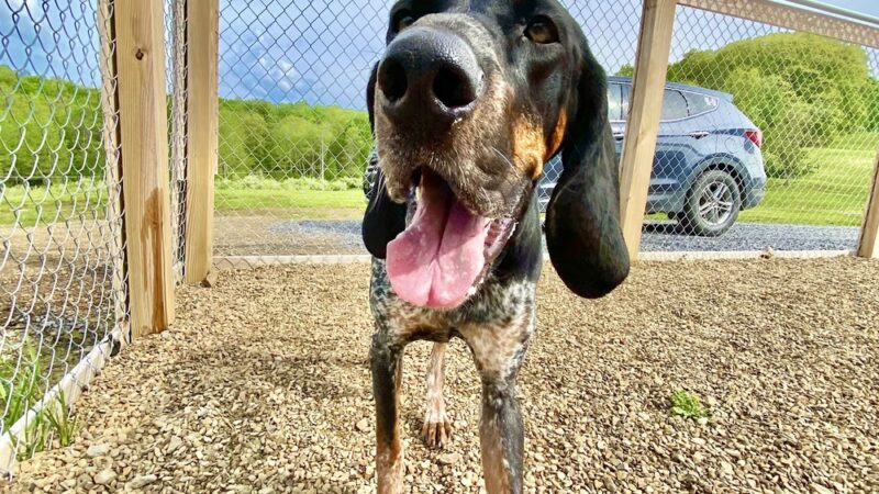 Treasure Lake Bark Park - DuBois, PA