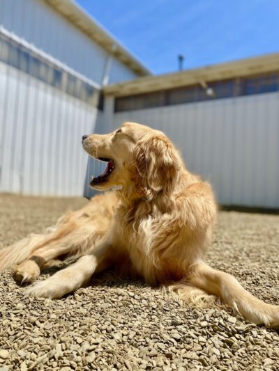 Treasure Lake Bark Park - DuBois, PA