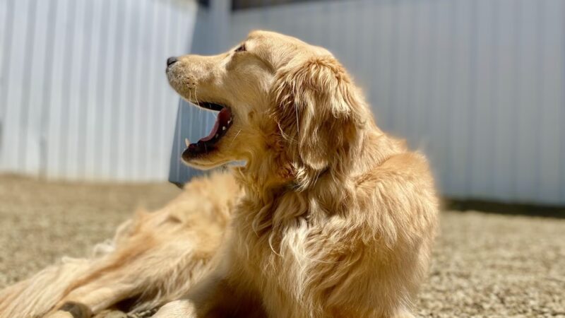 Treasure Lake Bark Park - DuBois, PA