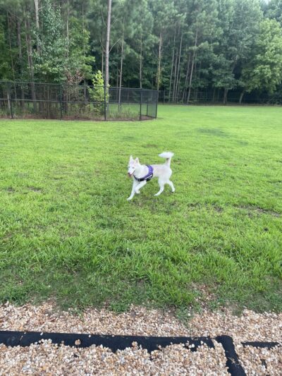 Dog park - Duluth, GA