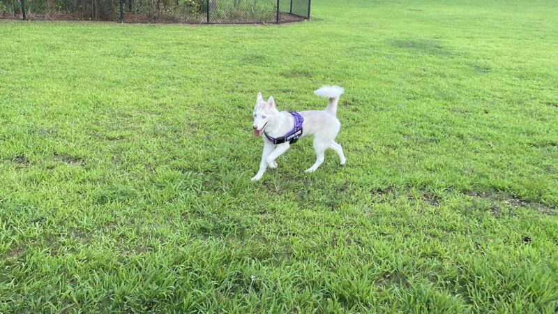 Dog park - Duluth, GA