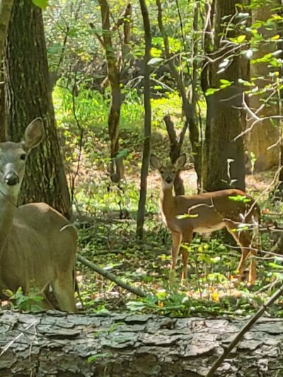 McDaniel Farm Dog Park and Playground - Duluth, GA