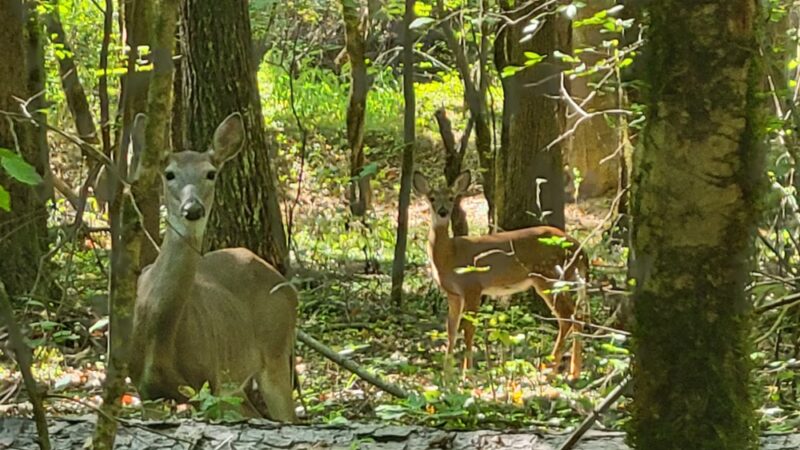 McDaniel Farm Dog Park and Playground - Duluth, GA