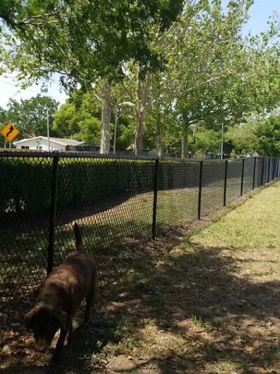 Achieva Paw Park - Dunedin, FL