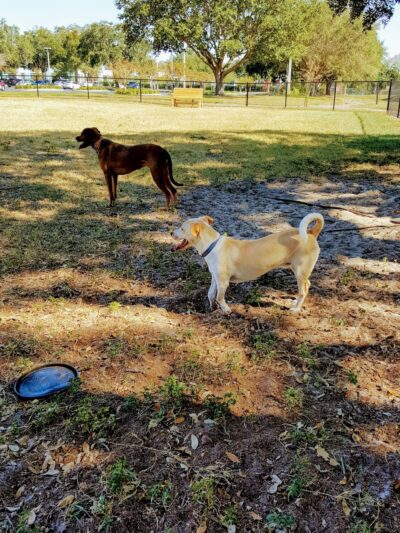 Achieva Paw Park - Dunedin, FL
