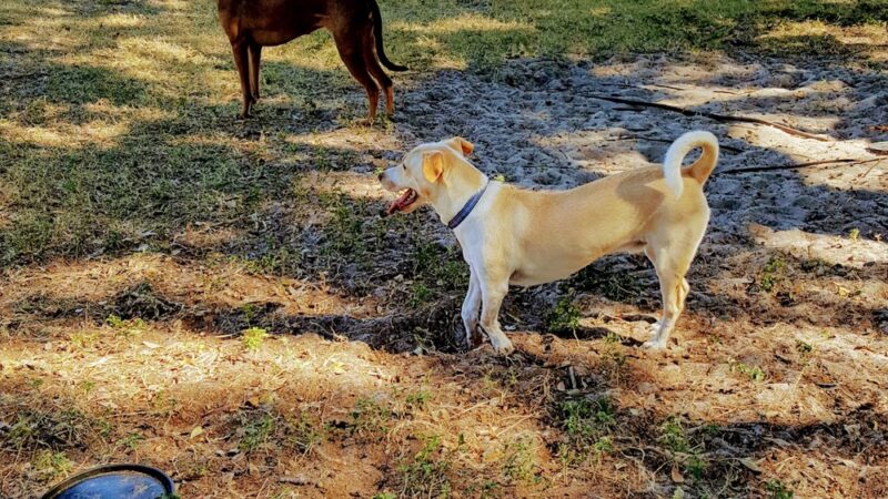 Achieva Paw Park - Dunedin, FL