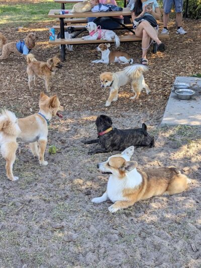 Achieva Paw Park - Dunedin, FL