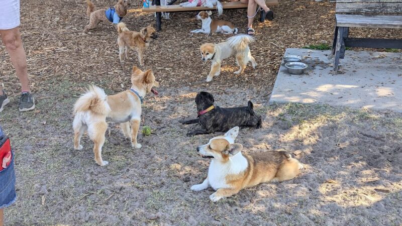 Achieva Paw Park - Dunedin, FL