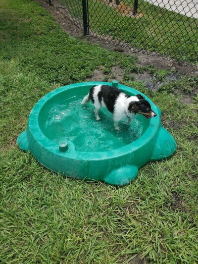 Achieva Paw Park - Dunedin, FL