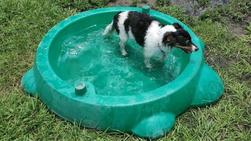 Achieva Paw Park - Dunedin, FL