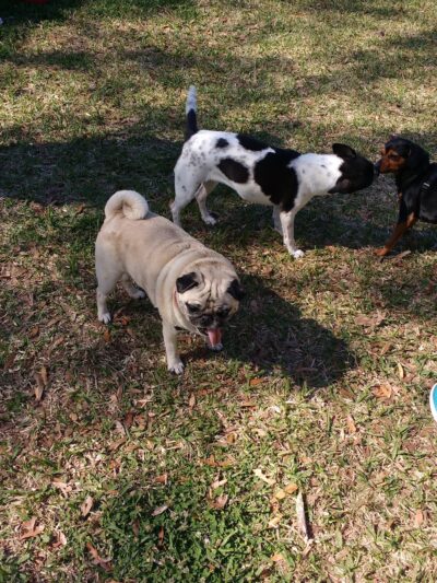 Happy Tails Dog Park - Dunedin, FL