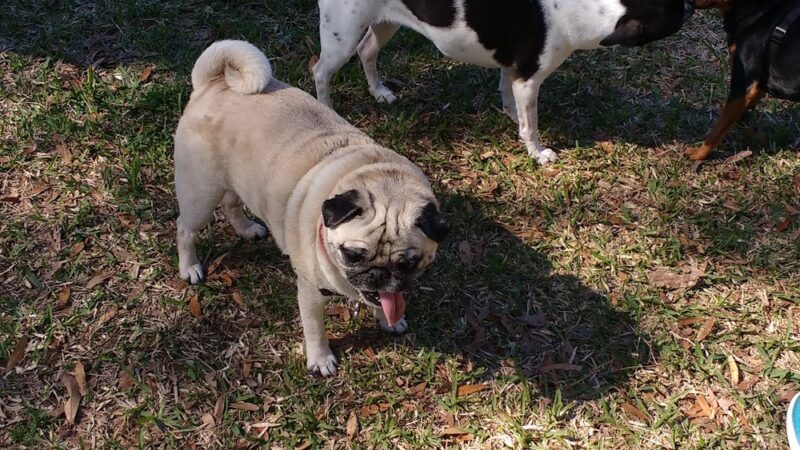 Happy Tails Dog Park - Dunedin, FL