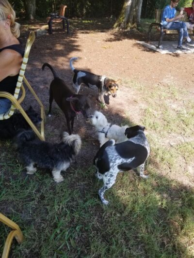 Happy Tails Dog Park - Dunedin, FL