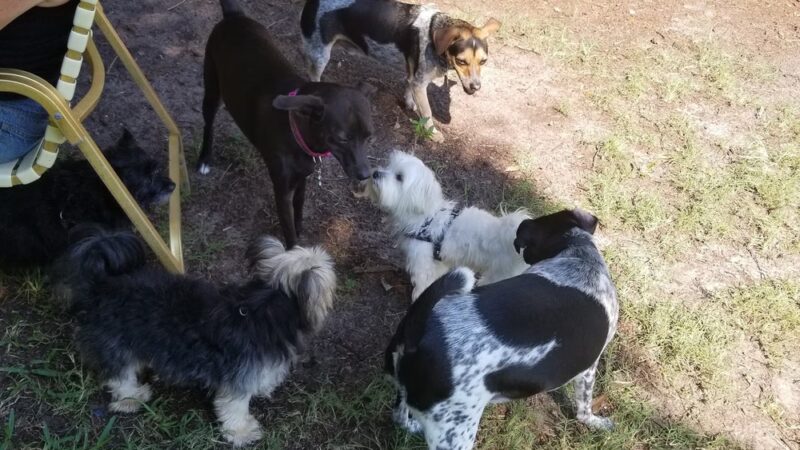 Happy Tails Dog Park - Dunedin, FL