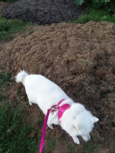 Happy Tails Dog Park - Dunedin, FL