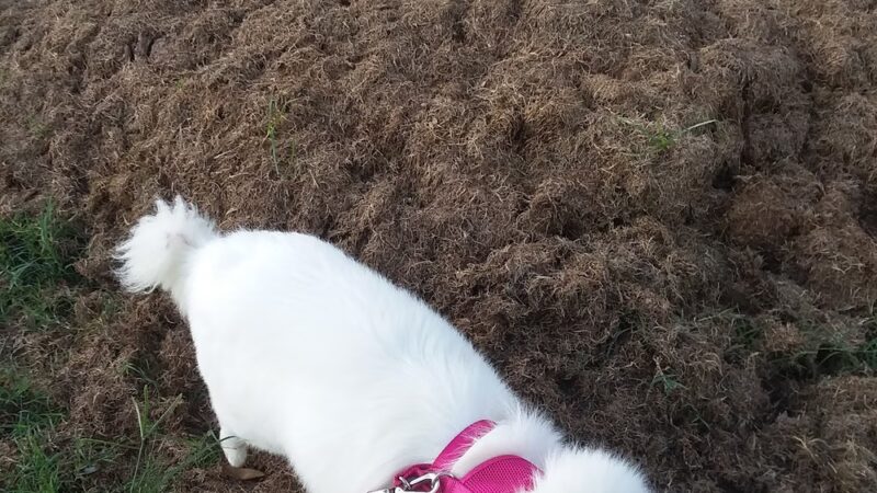 Happy Tails Dog Park - Dunedin, FL