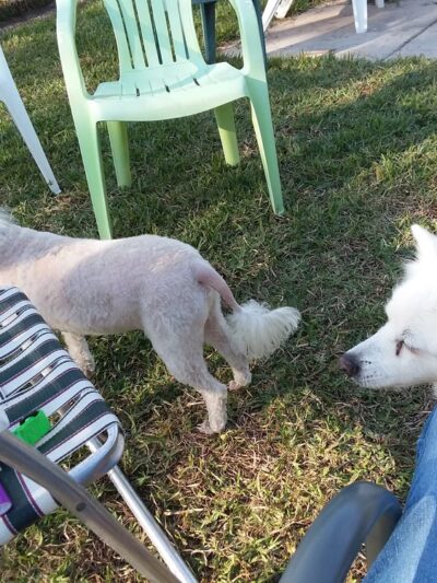 Happy Tails Dog Park - Dunedin, FL
