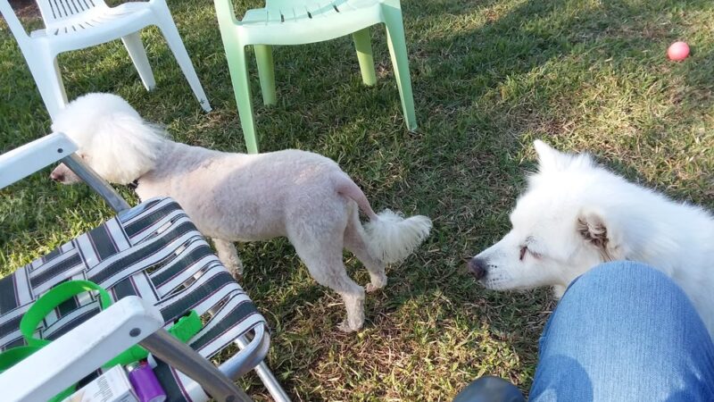 Happy Tails Dog Park - Dunedin, FL