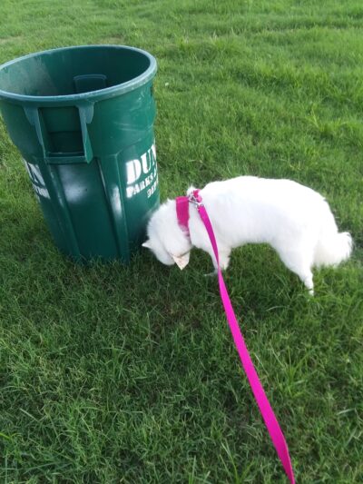 Happy Tails Dog Park - Dunedin, FL