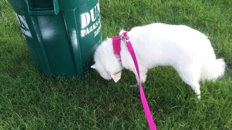 Happy Tails Dog Park - Dunedin, FL
