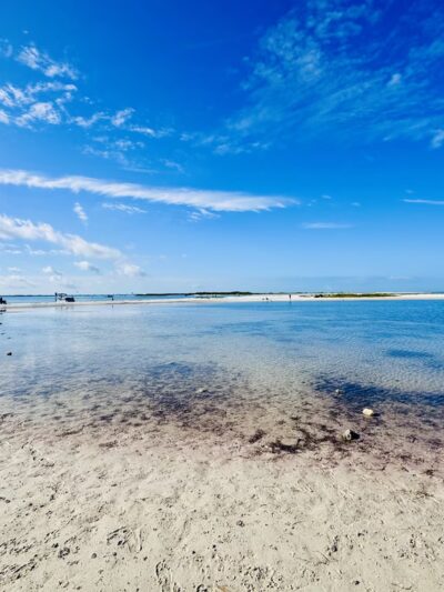 Honeymoon Island State Park Pet Beach - Dunedin, FL
