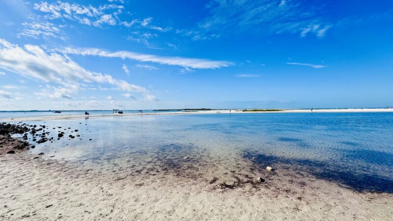 Honeymoon Island State Park Pet Beach - Dunedin, FL