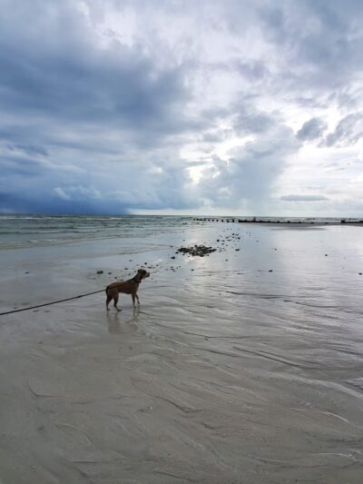 Honeymoon Island State Park Pet Beach - Dunedin, FL