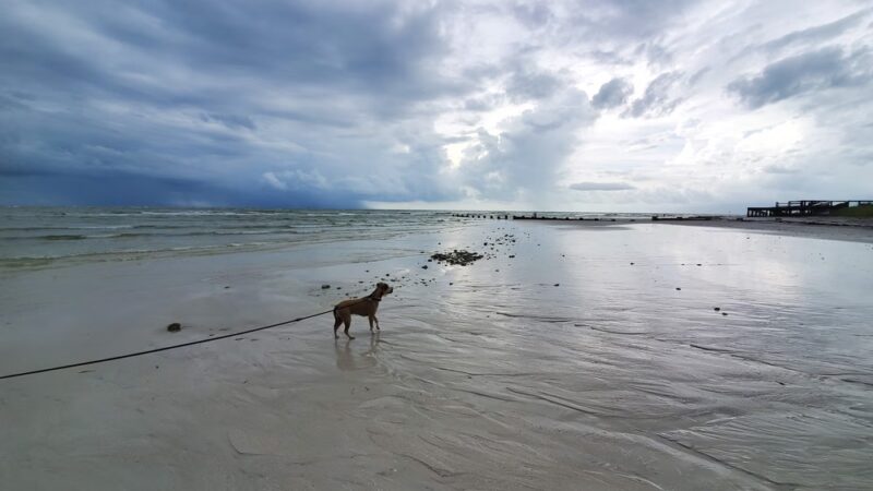 Honeymoon Island State Park Pet Beach - Dunedin, FL