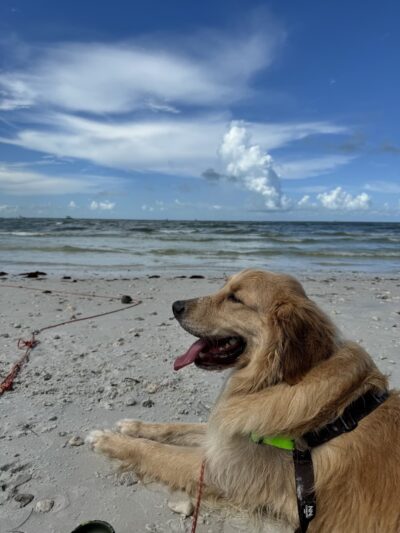 Honeymoon Island State Park Pet Beach - Dunedin, FL