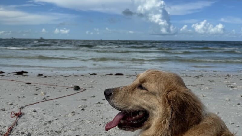 Honeymoon Island State Park Pet Beach - Dunedin, FL