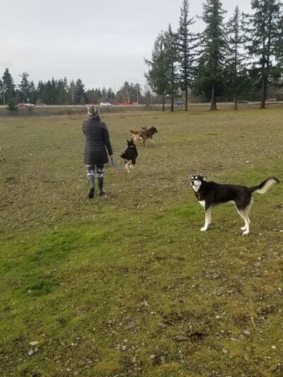 Dog Park - DuPont, WA