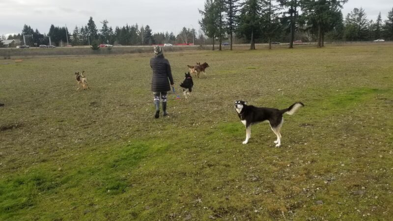 Dog Park - DuPont, WA