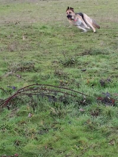 Dog Park - DuPont, WA