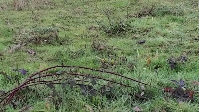 Dog Park - DuPont, WA