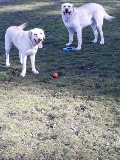 Dog Park - DuPont, WA