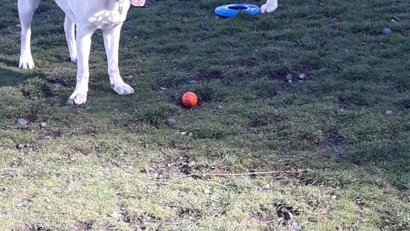 Dog Park - DuPont, WA