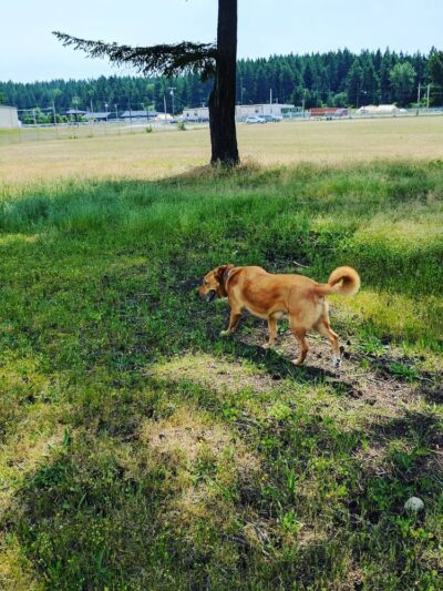 Dog Park - DuPont, WA
