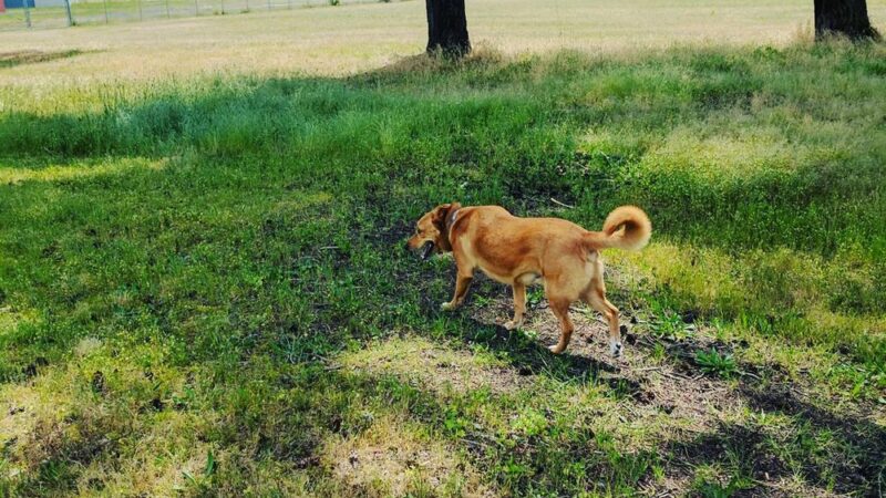 Dog Park - DuPont, WA