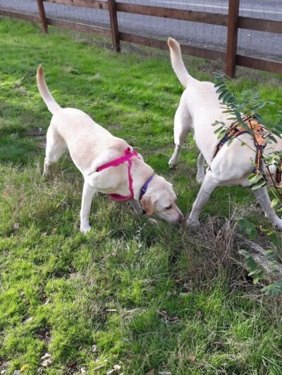 Dog Park - DuPont, WA