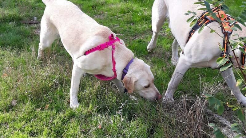 Dog Park - DuPont, WA
