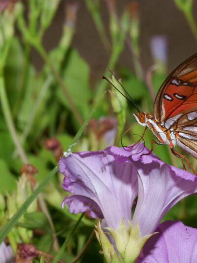 EcoPark - Durant, OK
