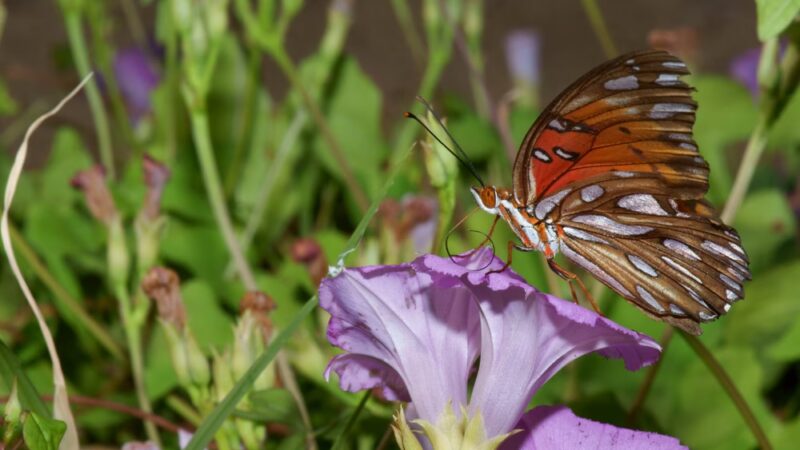 EcoPark - Durant, OK