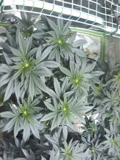 Keithley Park - Durant, OK